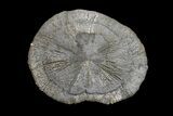 Pyrite Sun - Sparta, Illinois #154075-1